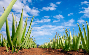 Aloe vera plantage van Aloeveco 